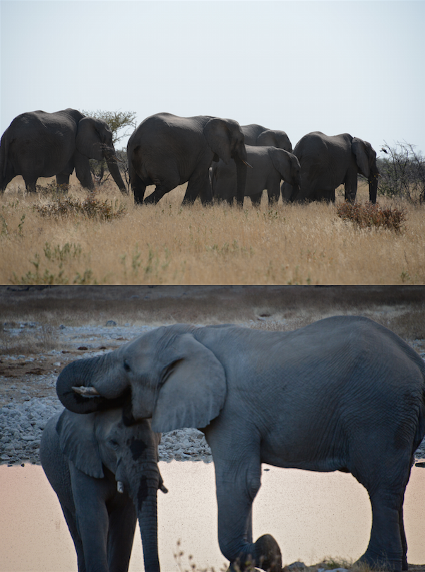 elephants in Namibia