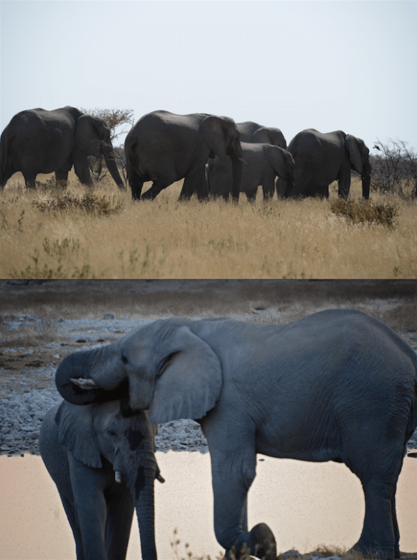 elephants in Namibia